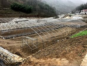 佛坪縣食用菌生產基地正式建成投產，菌種培育技術水平提升產業前景廣闊