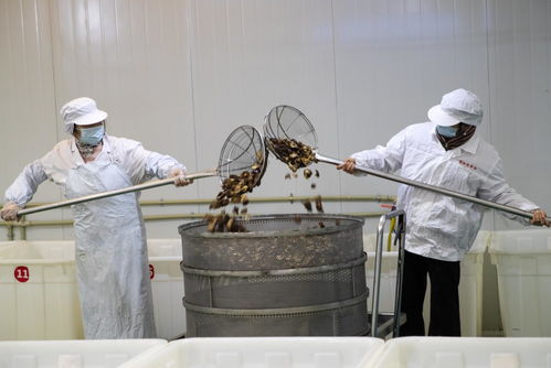 江蘇泰州 小小食用菌撐起大產業，菌種培育成關鍵引擎