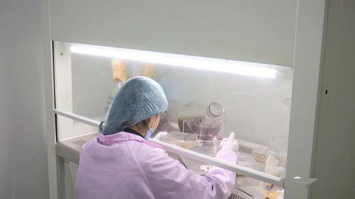 安龍 加強菌種研發培育 助力食用菌產業高質量發展