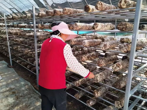 華亭菌團撐起致富傘釋放鄉村大魔力——小菌菇如何撬動大振興