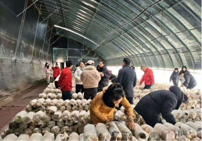 濰坊市農業科學院菌種培育 科技賦能農業新篇章