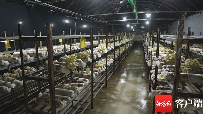 海南:一噸農林廢棄物換千元產值,秸稈“點草成金” 菌種培育
