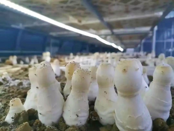 肅州 特色食用菌撐起鄉村振興“富民傘”