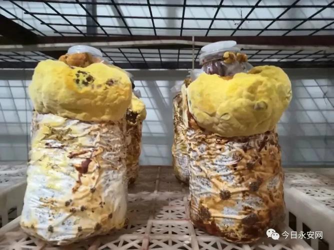 菌種培育技術的關鍵突破 縮短培育周期、提高菌種純度、接種存活率與產量