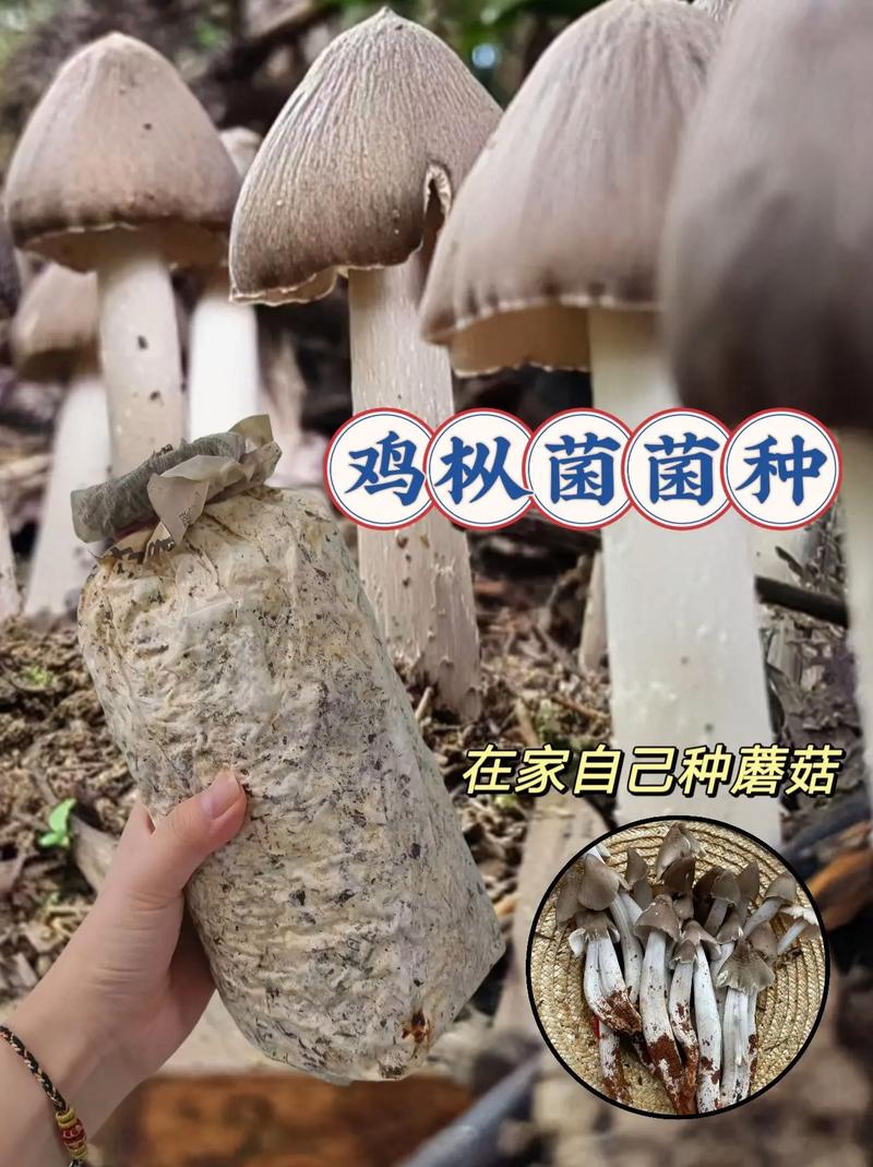 人工培植雞樅菌菌種 樹林、山坡、小院均可種植的致富新路