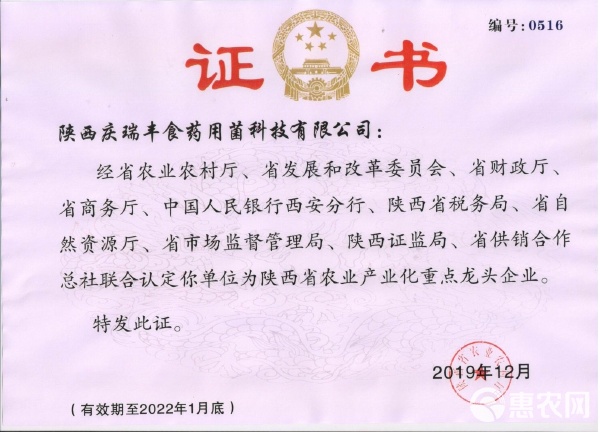 茯苓高產優質菌種QF1號與QF2號——食藥用菌大個頭高產量培育技術指南