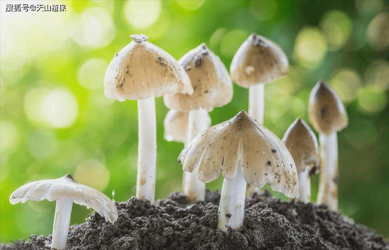 菌種培育 從基礎原理到實踐步驟