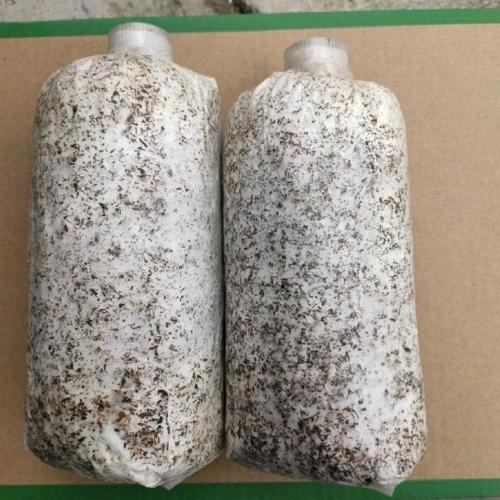 毛慈菇與濱秋子果夾培育育苗及菌種培育技術指南